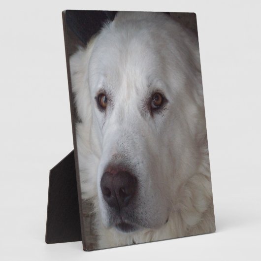 Handige Grote Pyreneeën Dog Fotoplaat (Zijkant)