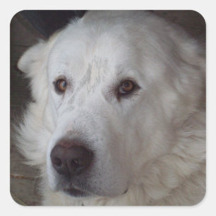 Handige Grote Pyreneeën Dog Vierkante Sticker