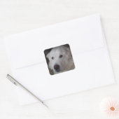 Handige Grote Pyreneeën Dog Vierkante Sticker (Envelop)
