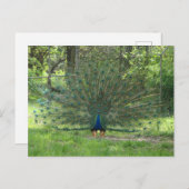 Handige Peacock die veren toont Briefkaart (Voorkant / Achterkant)