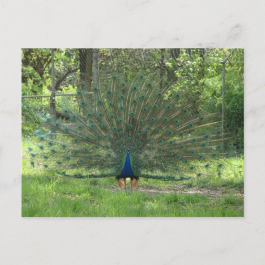Handige Peacock die veren toont Briefkaart (Voorkant)