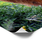 Handige Schotse hoogland Koe in het Poster op het  (Hoek)