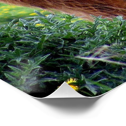 Handige Schotse hoogland Koe in het Poster op het  (Hoek)