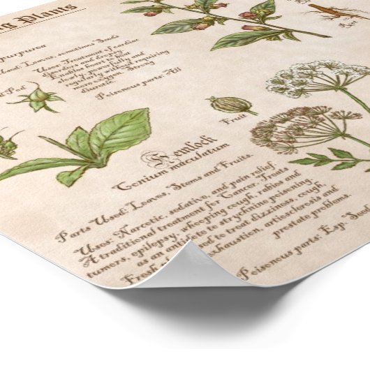 Handleiding Planten branden Afdrukken handleiding Poster (Hoek)