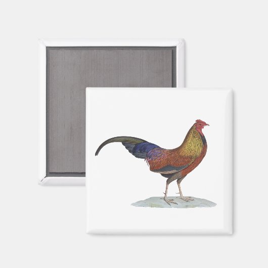 Handsome Alert Rooster Magneet (Voorkant / Achterkant)