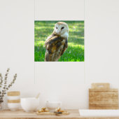 Handsome Barn Owl Poster (Keuken)