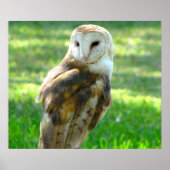 Handsome Barn Owl Poster (Voorkant)