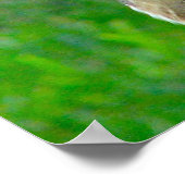 Handsome Barn Owl Poster (Hoek)