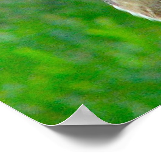 Handsome Barn Owl Poster (Hoek)