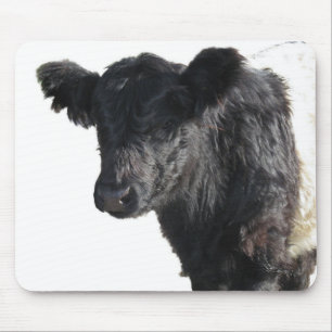 Handsome Belted Galloway Steer Muismat