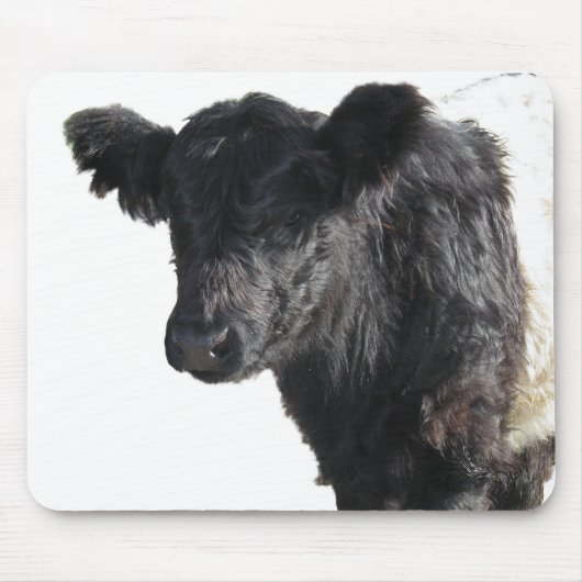 Handsome Belted Galloway Steer Muismat (Voorkant)