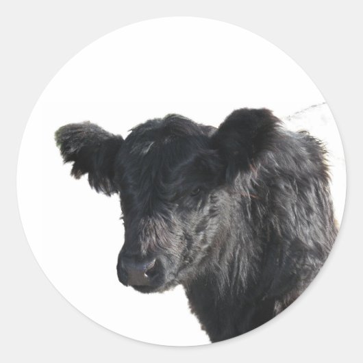 Handsome Belted Galloway Steer Ronde Sticker (Voorkant)