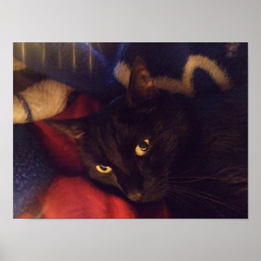 Handsome Black Cat Poster (Voorkant)