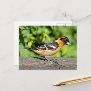 Handsome Black-Headed Grosbeak Songbird Briefkaart