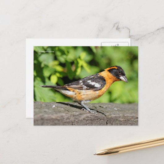 Handsome Black-Headed Grosbeak Songbird Briefkaart (Voorkant / Achterkant in situ)