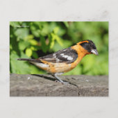 Handsome Black-Headed Grosbeak Songbird Briefkaart (Voorkant)