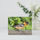 Handsome Black-Headed Grosbeak Songbird Briefkaart (Staand voorkant)