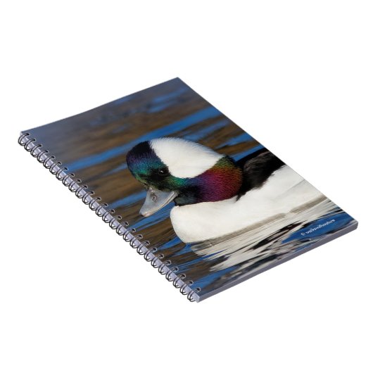 Handsome Bufflehead Duck bij Winter Pond Notitieboek (Rechterzijde)