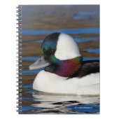 Handsome Bufflehead Duck bij Winter Pond Notitieboek (Voorkant)