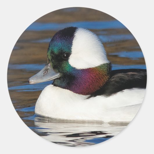 Handsome Bufflehead Duck bij Winter Pond Ronde Sticker (Voorkant)