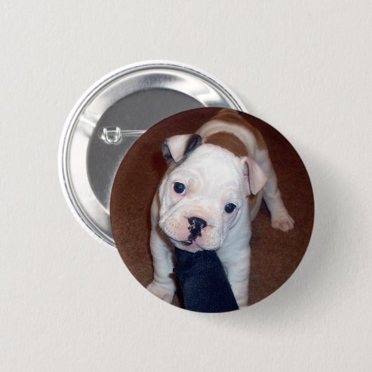 Handsome Bulldog Pinback Button (Voorkant /achterkant)