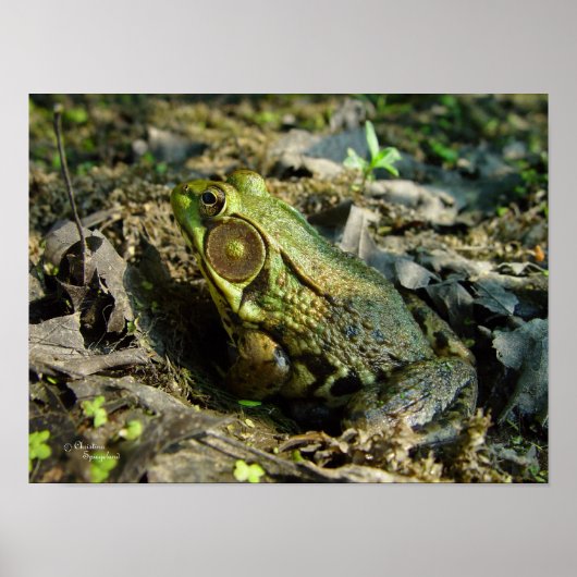 Handsome Bullfrog Poster of Print (Voorkant)
