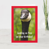 Handsome Canada Goose Funny Birthday Kaart (Voorkant)