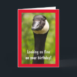 Handsome Canada Goose Funny Birthday Kaart<br><div class="desc">Hij ziet er goed uit op zijn verjaardag,  toch? Vertel hem hoe geweldig hij is met deze gekke kaart. Pas de berichten aan en creëer je eigen lol. Foto ©Christine Greenspan</div>