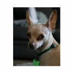 Handsome Chihuahua Staand Fotobeeldje<br><div class="desc">Fawn Chihuahua Afbeelding</div>