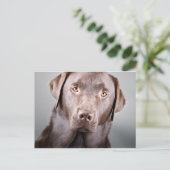 Handsome Chocolate Labrador Briefkaart (Staand voorkant)