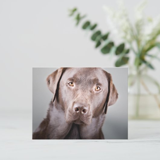 Handsome Chocolate Labrador Briefkaart (Staand voorkant)