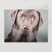 Handsome Chocolate Labrador Briefkaart (Voorkant)