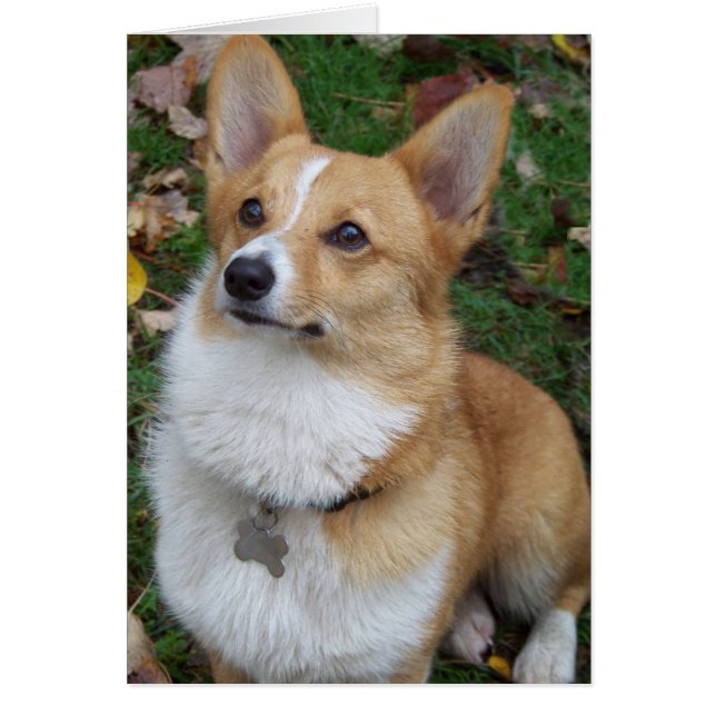 Handsome Corgi (Voorkant)