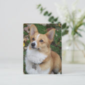 Handsome Corgi Briefkaart (Staand voorkant)