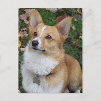 Handsome Corgi Briefkaart