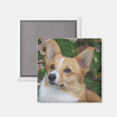 Handsome Corgi Magneet (Voorkant / Achterkant)