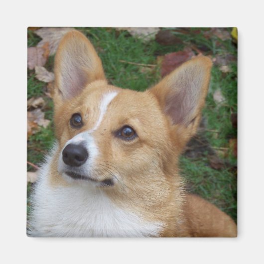 Handsome Corgi Magneet (Voorkant)