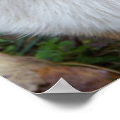 Handsome Corgi Poster (Hoek)