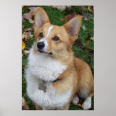 Handsome Corgi Poster (Voorkant)