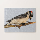 Handsome Downy Woodpecker op de peer Tree Legpuzzel (Horizontaal)