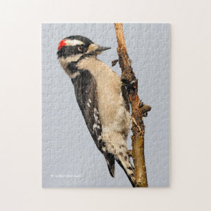 Handsome Downy Woodpecker op de peer Tree Legpuzzel