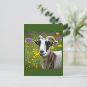 Handsome Goat Briefkaart (Staand voorkant)