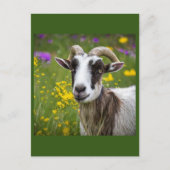 Handsome Goat Briefkaart (Voorkant)