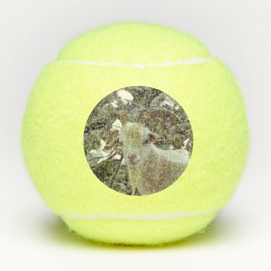 Handsome Goat Tennisballen (Voorkant)