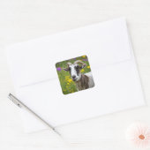 Handsome Goat Vierkante Sticker (Envelop)