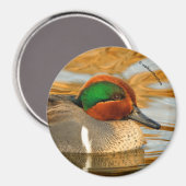 Handsome Green-Winged Blauwgroen Duck op Golden Po Magneet (Voorkant / Achterkant)