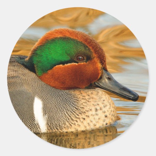 Handsome Green-Winged Blauwgroen Duck op Golden Po Ronde Sticker (Voorkant)