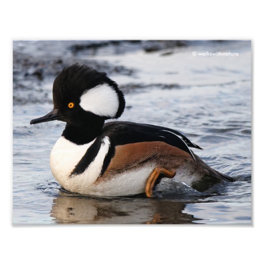 Handsome Hooded Merganser on the Move Foto Afdruk (Voorkant)