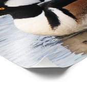 Handsome Hooded Merganser on the Move Foto Afdruk (Hoek)
