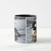 Handsome Hooded Merganser on the Move Mok (Midden)